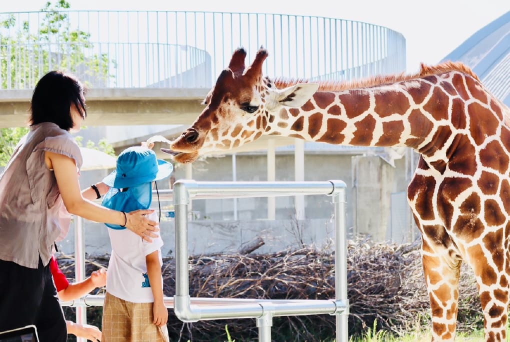 動物ふれあい体験（どうぶつとみんなのいえ）