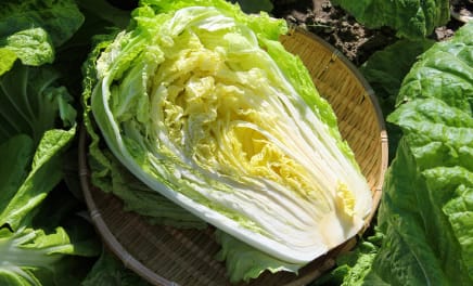 冬野菜